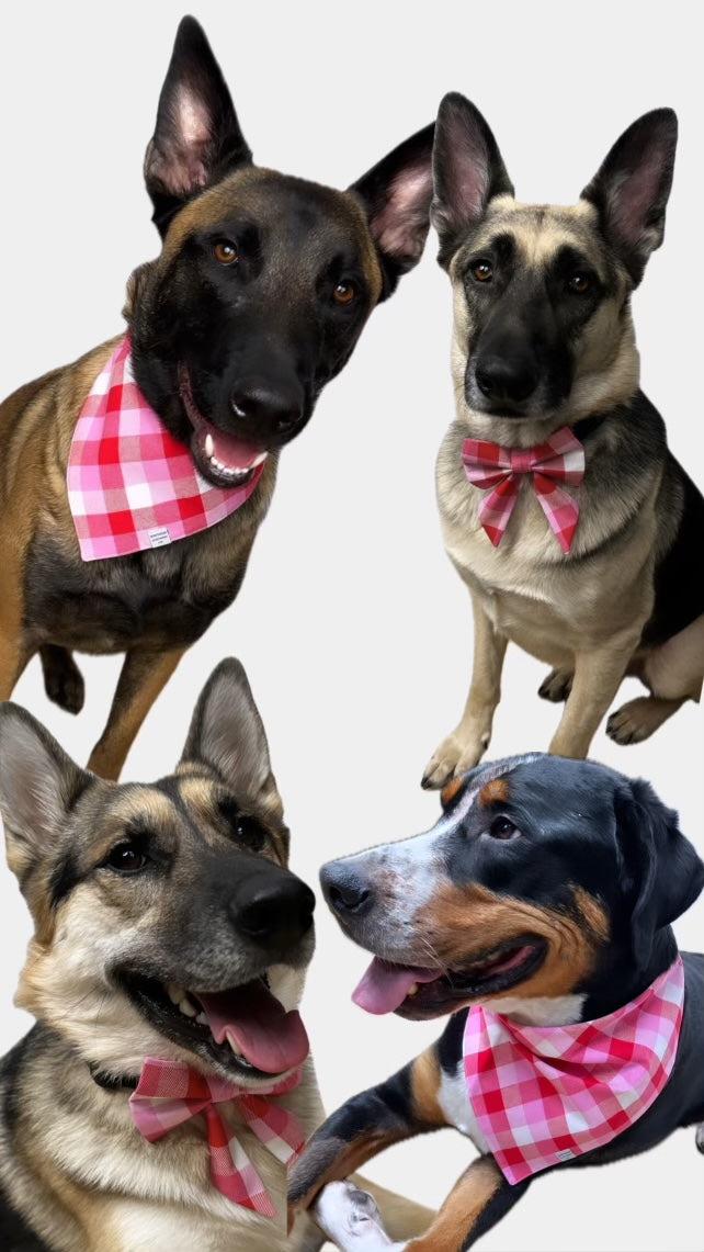 Valentines Dog Bow