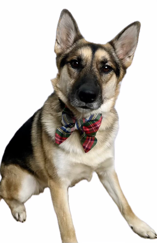 Regal Plaid Dog Bow