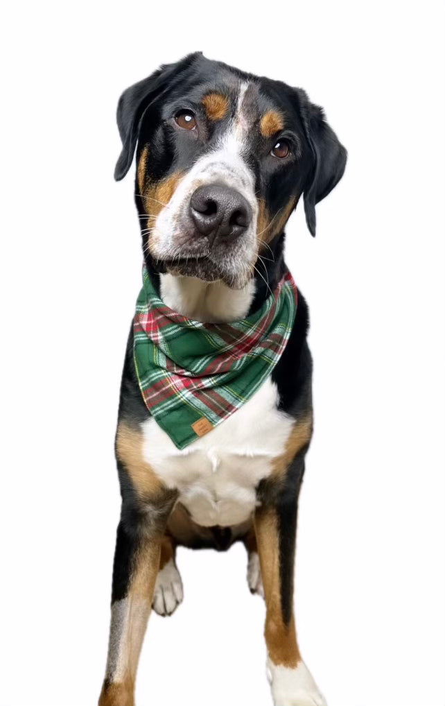 Holly Jolly Dog Bandana