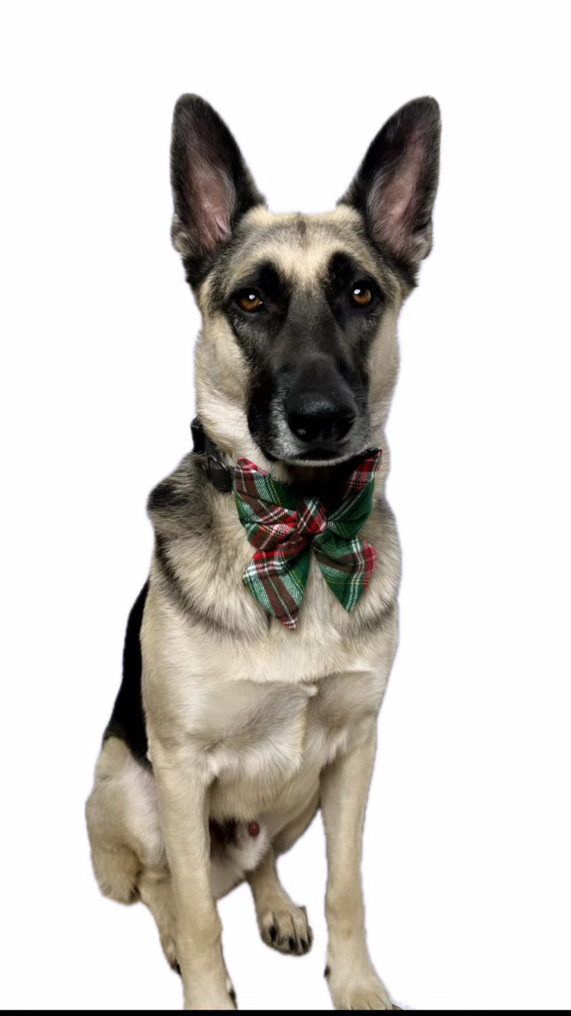 Holly Jolly Dog Bow