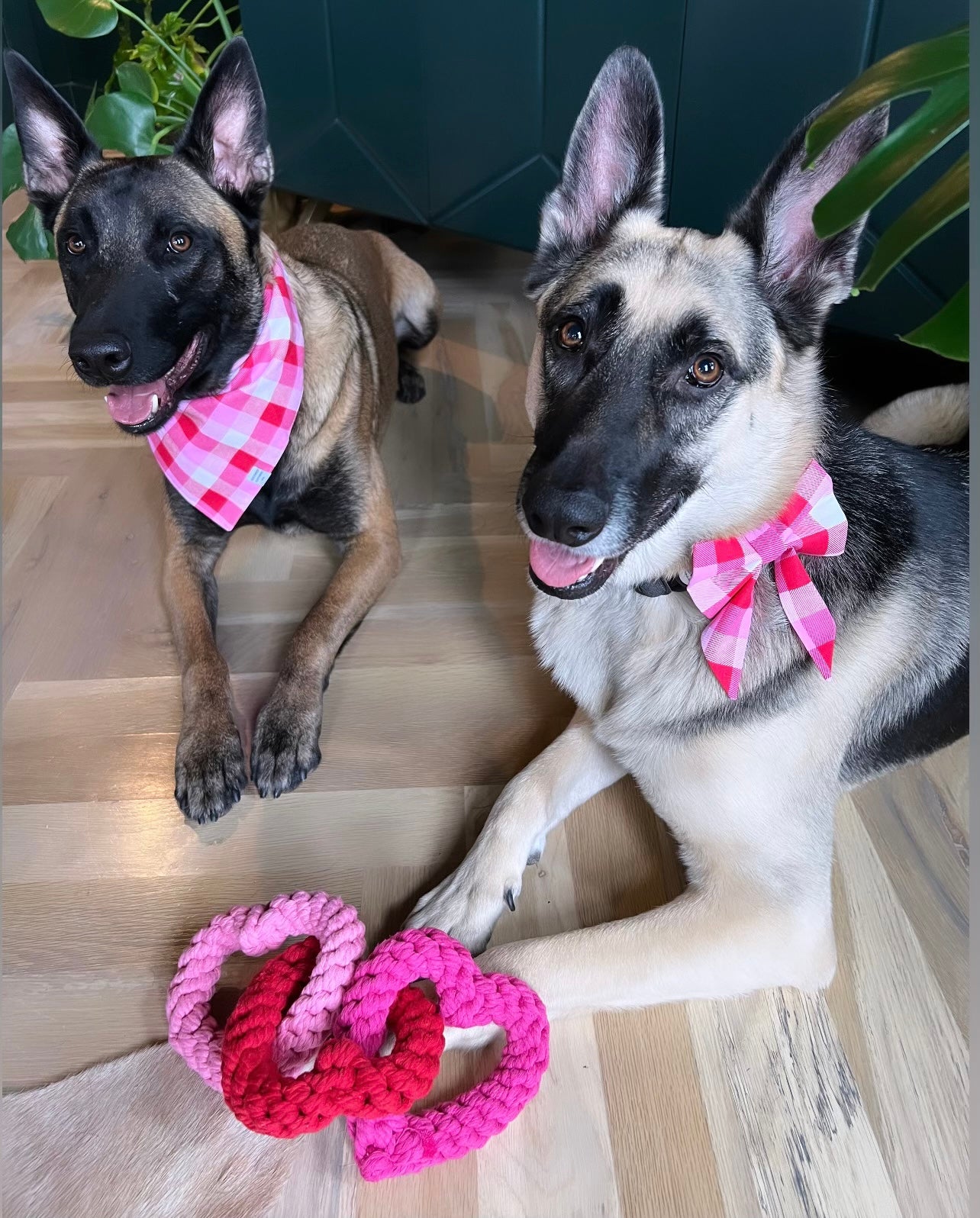 Valentines Dog Rope Toy